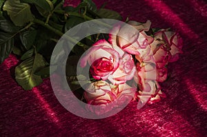 Lovely bouquet with big flowers of roses of bright pink and white color are laying on the bed with pink bedcover. Green leaves and