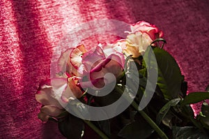 Lovely bouquet with big flowers of roses of bright pink and white color are laying on the bed with pink bedcover. Green leaves and