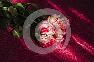 Lovely bouquet with big flowers of roses of bright pink and white color are laying on the bed with pink bedcover. Green leaves and