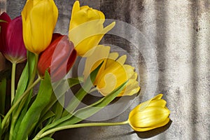 Lovely bouquet of fresh tulips in rays of sunlight on background of concrete wall. Bouquet of yellow spring flowers on gray