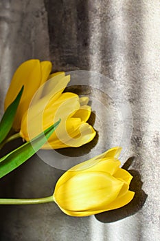 Lovely bouquet of fresh tulips in rays of sunlight on background of concrete wall. Bouquet of yellow spring flowers on gray
