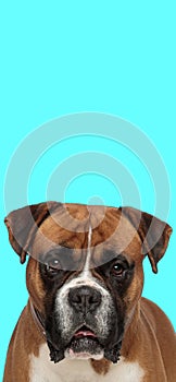 Lovely boxer puppy in front of blue background