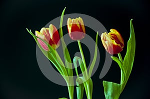 Lovely bright three flowers of tulips of red and yellow color. Still life. Black background