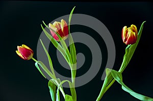 Lovely bright three flowers of tulips of red and yellow color. Still life. Black background