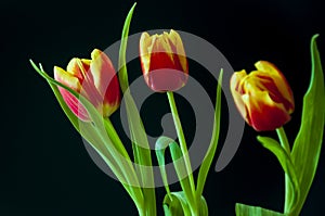 Lovely bright three flowers of tulips of red and yellow color. Still life. Black background