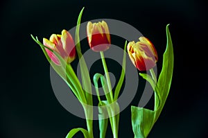 Lovely bright three flowers of tulips of red and yellow color. Still life. Black background