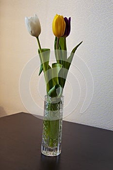 Lovely bright three flowers of tulips of white, purple and yellow color are standing on the table in the crystal vase. Green leave