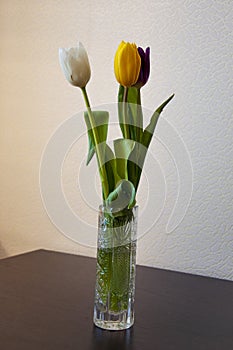 Lovely bright three flowers of tulips of white, purple and yellow color are standing on the table in the crystal vase. Green leave