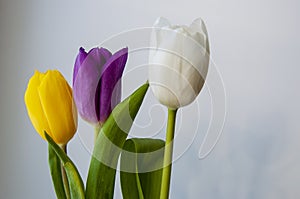 Lovely bright three flowers of tulips of white, purple and yellow color are standing on the table. Green leaves. Still life. White