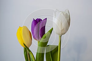 Lovely bright three flowers of tulips of white, purple and yellow color are standing on the table. Green leaves. Still life. White