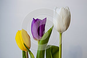 Lovely bright three flowers of tulips of white, purple and yellow color are standing on the table. Green leaves. Still life. White