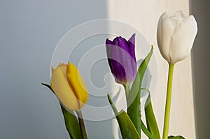 Lovely bright three flowers of tulips of white, purple and yellow color are standing on the table. Green leaves. Still life. White