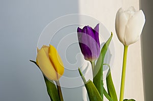 Lovely bright three flowers of tulips of white, purple and yellow color are standing on the table. Green leaves. Still life. White