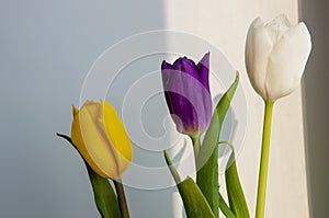 Lovely bright three flowers of tulips of white, purple and yellow color are standing on the table. Green leaves. Still life. White