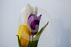 Lovely bright three flowers of tulips of white, purple and yellow color are standing on the table. Green leaves. Still life. White