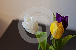 Lovely bright three flowers of tulips of white, purple and yellow color are standing on the table. Green leaves. Still life. White