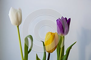 Lovely bright three flowers of tulips of white, purple and yellow color are standing on the table. Green leaves. Still life. White