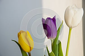 Lovely bright three flowers of tulips of white, purple and yellow color are standing on the table. Green leaves. Still life. White