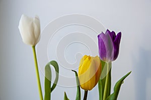 Lovely bright three flowers of tulips of white, purple and yellow color are standing on the table. Green leaves. Still life. White