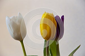 Lovely bright three flowers of tulips of white, purple and yellow color are standing on the table. Green leaves. Still life. White