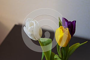 Lovely bright three flowers of tulips of white, purple and yellow color are standing on the table. Green leaves. Still life. White