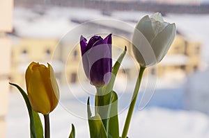 Lovely bright three flowers of tulips of white, purple and yellow color are standing on the window with house fa away. Green leave