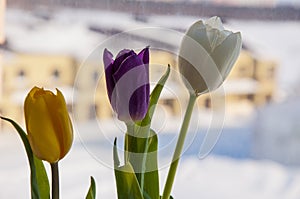 Lovely bright three flowers of tulips of white, purple and yellow color are standing on the window with house fa away. Green leave