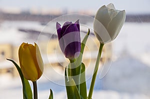 Lovely bright three flowers of tulips of white, purple and yellow color are standing on the window with house fa away. Green leave