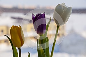 Lovely bright three flowers of tulips of white, purple and yellow color are standing on the window with house fa away. Green leave