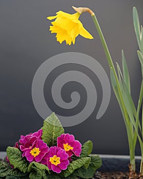 Lovely Bright Yellow Daffodil and Small Pink Flowers in a Grey Flower Pot