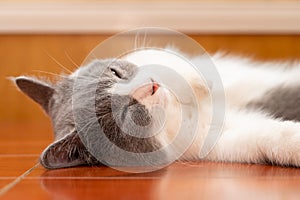 lovely British shorthair cat sleeping on a wooden floor close up