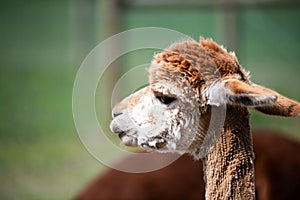 Lovely brown alpaca with a shaved neck.