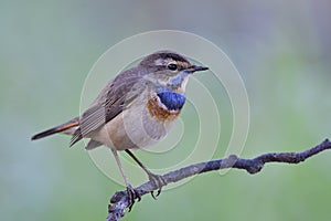 lovely brown bird with blue hiligh blue feathers having fuffly look when perching on wooden branch in early cool morning