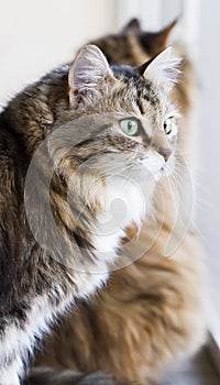 Lovely brown white cat in the house, female siberian breed