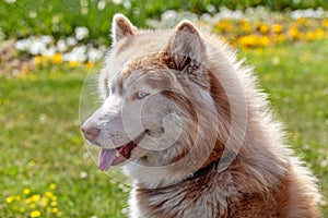 Lovely brown white husky dog portrait