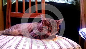 Lovely brown young tabby cat taking a nap on chair on Christmas Eve