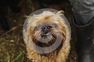 Lovely Brussels Griffon dog on family camping adventure