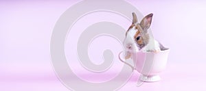 Lovely bunny easter baby rabbit sitting in white coffee cup on pink background. Funny relaxing cute fluffy rabbit playful concept