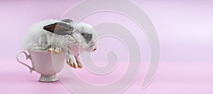 Lovely bunny easter baby rabbit sitting in white coffee cup on pink background. Funny relaxing cute fluffy rabbit playful concept