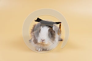 Lovely bunny easter black and white wearing graduation cap while sitting over isolated pastel background. Cute furry baby mammal