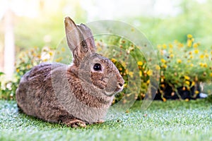 Lovely bunny easter brown rabbit on green grass with natural bokeh as background, Cute fluffy rabbit,