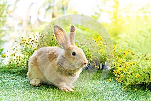 Lovely bunny easter brown rabbit on green grass with natural bokeh as background .