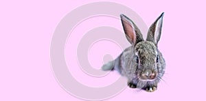 Lovely bunny easter brown rabbit sitting on pink background. Lovely young rabbit sitting, Lovely mammal with beautiful bright eyes