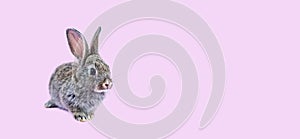 Lovely bunny easter brown rabbit sitting on pink background. Lovely young rabbit sitting, Lovely mammal with beautiful bright eyes