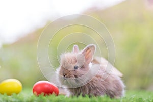 Lovely bunny Easter fluffy baby rabbit. Easter rabbit and Easter eggs