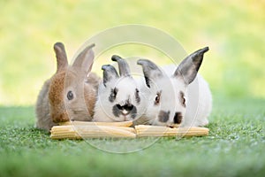 Lovely bunny easter fluffy rabbit sitting on the grass eating baby corn with green bokeh nature background. Black ear and white