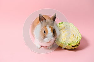 Lovely bunny easter rabbit on light pink background. beautiful lovely pets. Banner size.