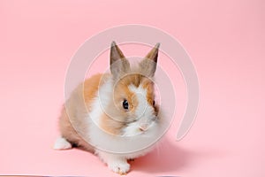 Lovely bunny easter rabbit on light pink background. beautiful lovely pets. Banner size.