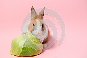 Lovely bunny easter rabbit on light pink background. beautiful lovely pets. Banner size.