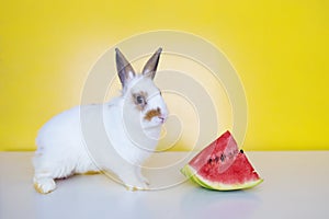 Lovely bunny easter rabbit on yellow background. beautiful lovely pets. Cute small bunny for Easter concept.